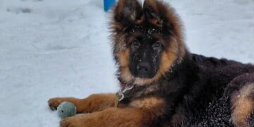 В Новосибирской области мужчина получил наказание за нападение собак на фельдшера скорой