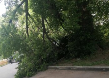 «Чего мы ждём? Когда дерево придавит ребенка?»: во дворе на Красном проспекте падают старые клёны