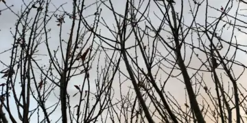 В Новосибирской области борются с непарным шелкопрядом с помощью биологического пестицида