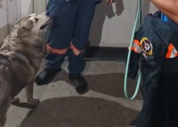 В Новосибирске хаски сама сняла застрявший на лапе карабин