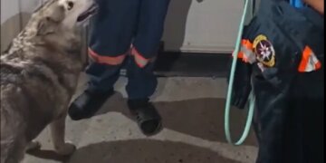 В Новосибирске хаски сама сняла застрявший на лапе карабин
