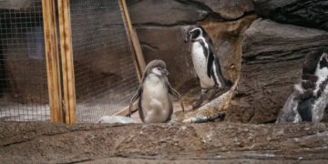 В Новосибирском зоопарке подрастает птенец краснокнижного пингвина Гумбольдта
