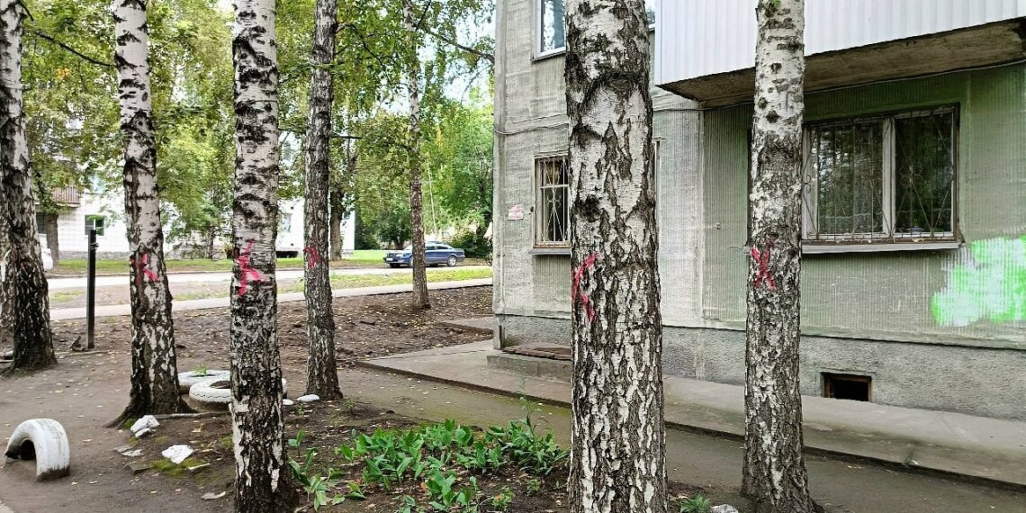 Жители дома на Планировочной бьют тревогу из-за запланированной массовой вырубки деревьев во дворе