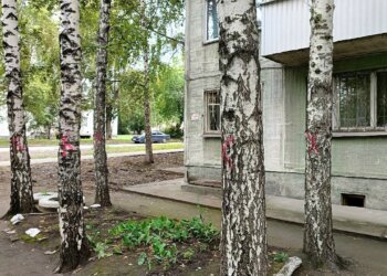 Жители дома на Планировочной бьют тревогу из-за запланированной массовой вырубки деревьев во дворе