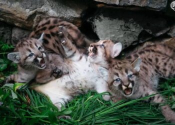 Три котёнка пумы родились в Новосибирском зоопарке