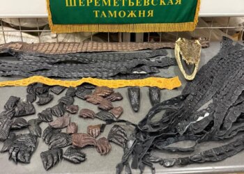64 части тел крокодилов изъяли у россиянина в аэропорту