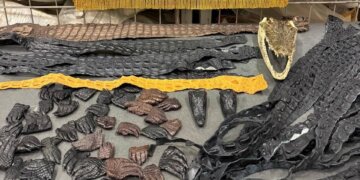 64 части тел крокодилов изъяли у россиянина в аэропорту
