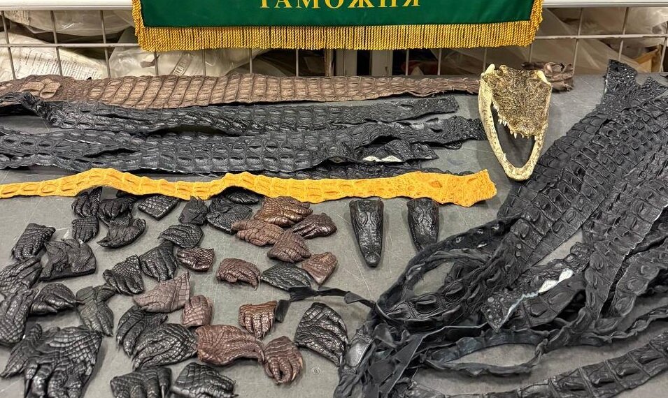 64 части тел крокодилов изъяли у россиянина в аэропорту