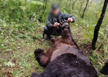 На Алтае после нападения медведя на туристку из Новосибирска за неделю убили 30 хищников