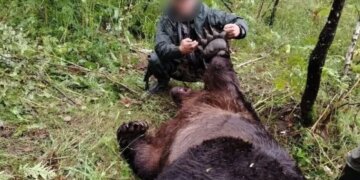 На Алтае после нападения медведя на туристку из Новосибирска за неделю убили 30 хищников