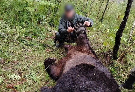 На Алтае после нападения медведя на туристку из Новосибирска за неделю убили 30 хищников