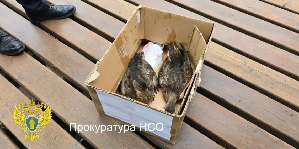 В парке Каменка массово гибнут утки — прокуратура начала проверку