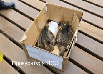 В парке Каменка массово гибнут утки — прокуратура начала проверку
