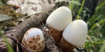 Поляна редких «шелковых» грибов обнаружена в Караканском бору НСО
