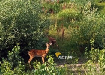 Сибирские косули вышли на Михайловскую набережную в Новосибирске