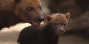 В Новосибирском зоопарке у пары кустарниковых собак появились щенки