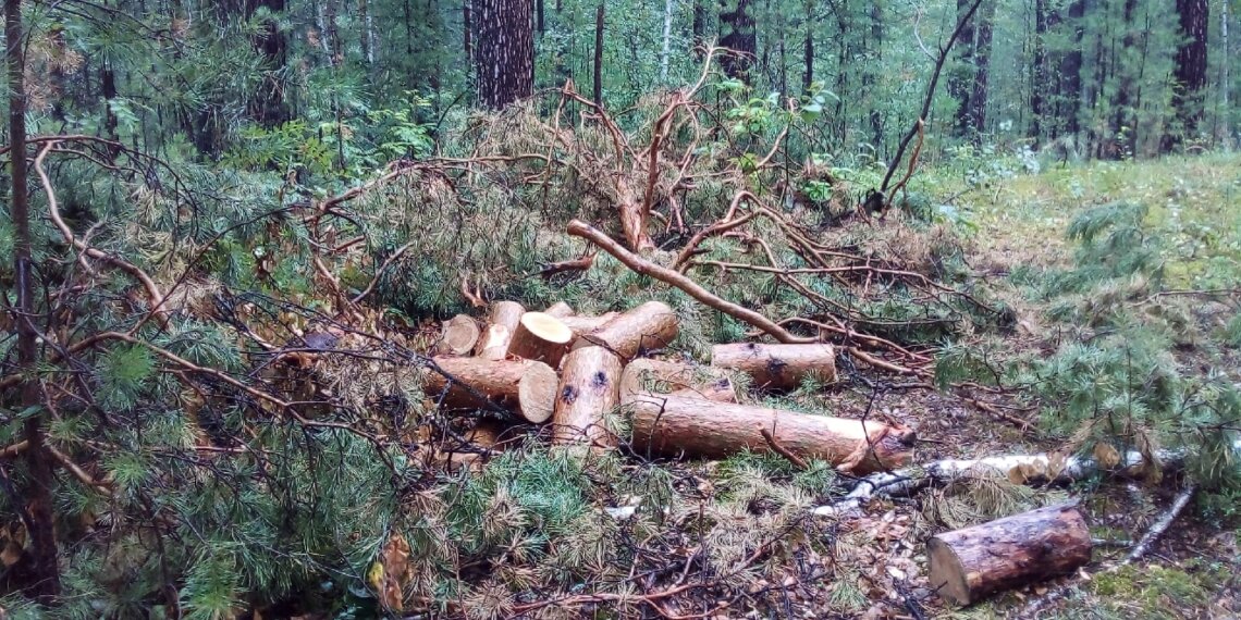 Лесные браконьеры в Мошковском районе угодили в фотоловушку