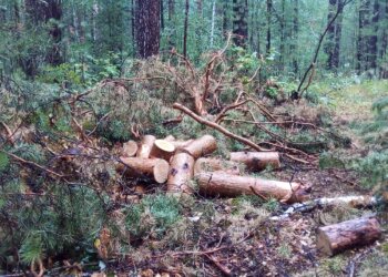 Лесные браконьеры в Мошковском районе угодили в фотоловушку