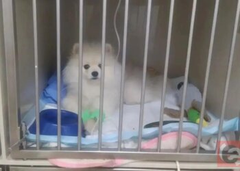 Спасти Филю: жительница Новосибирска несколько месяцев пыталась понять причины болезни своей собаки
