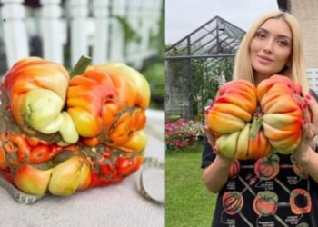 Жительница Красноярска вырастила помидор весом свыше 4,5 кг