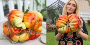 Жительница Красноярска вырастила помидор весом свыше 4,5 кг