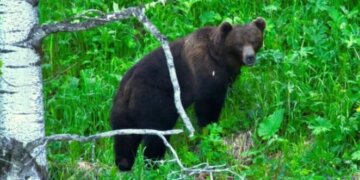 Погибшую на Алтае новосибирскую туристку и её парня предупреждали об опасности