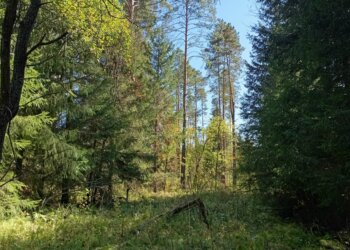 «Питалась клюквой и пила воду из болота»: пропавшую в тайге пенсионерку нашли живой спустя четыре дня