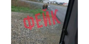 Что грозит распространителям фейков о медведях в Сибири и кого уже наказали?