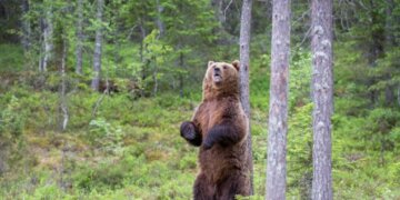 Режим повышенной готовности из-за медведей вводят на всей территории Иркутской области