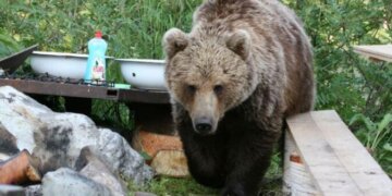 Медведи атаковали город Абаза в Хакасии ночью