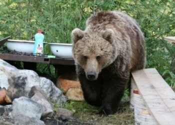 В Кузбассе придумали способ защиты от медвежьих нападений и устроили кормушки