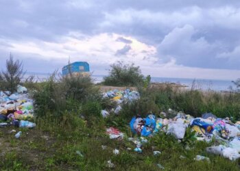 Чемской бор утопает в мусоре: тонны отходов остаются в лесу после летнего сезона