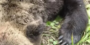 Раненый медведь напал на охотника в Иркутской области
