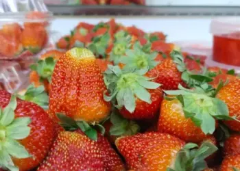 Осенний уход за малиной и клубникой: как удвоить урожай в следующем сезоне