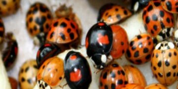 В регионах Сибири отмечено нашествие божьих коровок