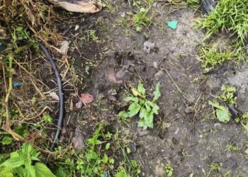 Медведь растерзал женщину в собственном доме в Красноярском крае