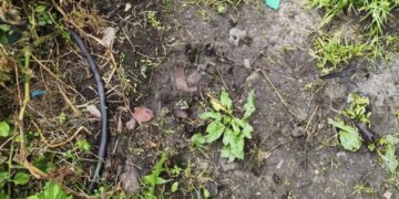 Медведь растерзал женщину в собственном доме в Красноярском крае