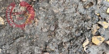 На кладбище в Новосибирской области найдены следы медведя