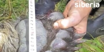 Охотники ликвидировали агрессивную медведицу под Новосибирском