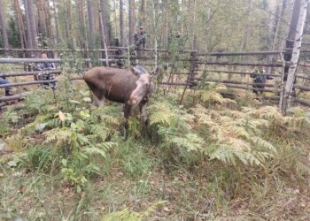 Молодые лоси из новосибирского зоопарка вернутся в естественную среду обитания