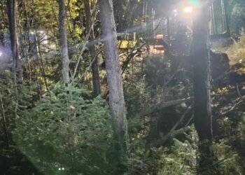 Новая жертва: в Красноярском крае медведь растерзал мужчину