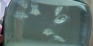 Медузы в Обском море удивили новосибирцев