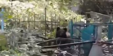 В Кузбассе медведь разворошил могилы на кладбище