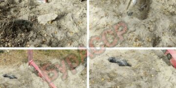 В Бурятии медведь вскрыл свежую могилу и съел покойного