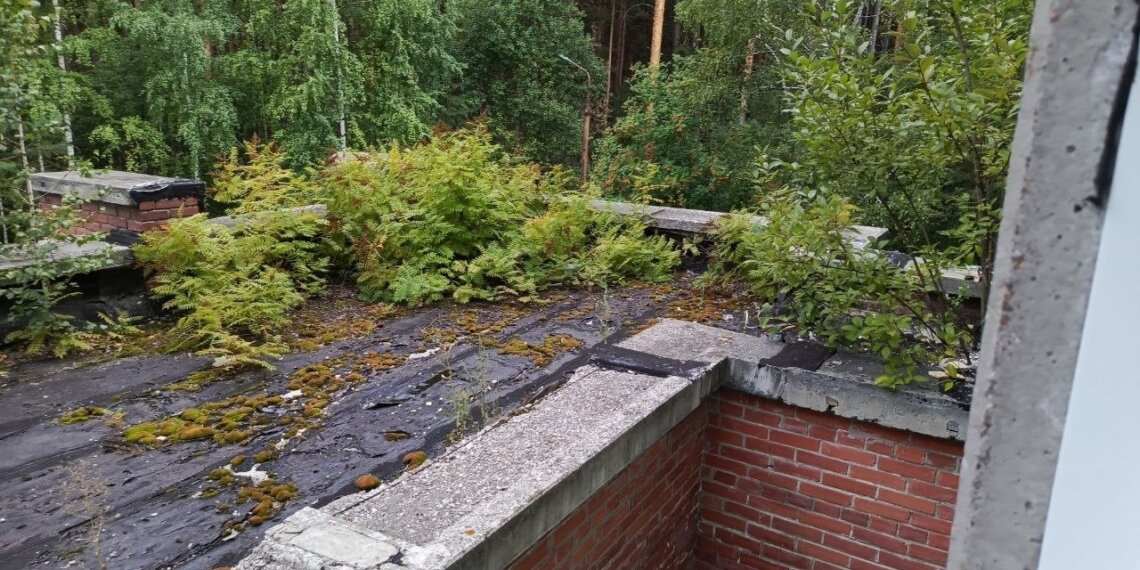 «На крыше растут берёзы»: жители Академгородка потребовали проверить роддом на Пирогова