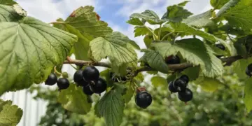 Смородиновый сад на 60 га появится под Томском