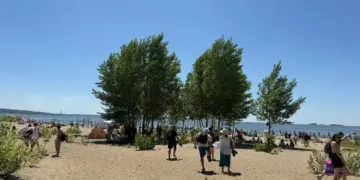 Мэрия Новосибирска намерена вернуть лесной участок у Обского моря