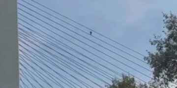 По вантам четвёртого моста в Новосибирске прогулялся человек