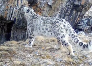 Снежные барсы оказались под угрозой из-за нашествия медведей в Туве