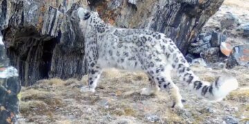 Снежные барсы оказались под угрозой из-за нашествия медведей в Туве